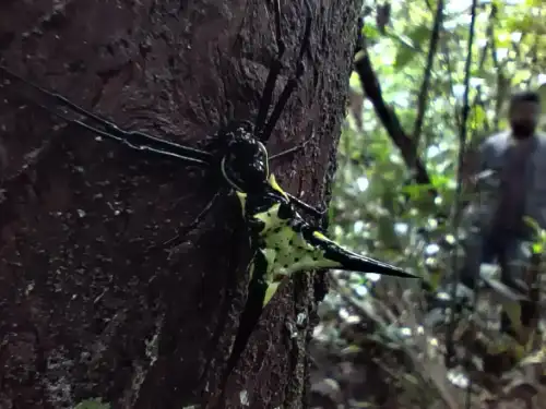 Amazon Thorn Spider
